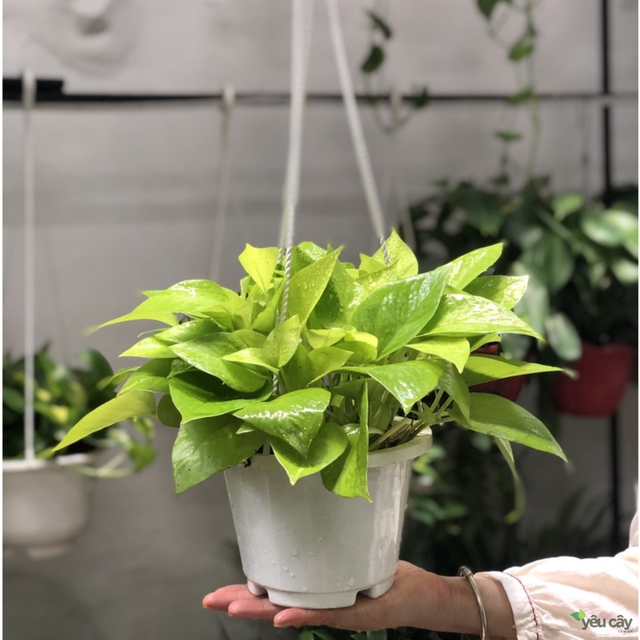 Cây xanh thích hợp trồng phòng ngủ sẽ đem lại bầu không khí trong lành, ít bụi bẩn, khí độc gây hại sức khỏe cho bạn và các thành viên trong gia đình.