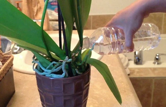Tưới lan như thế này vừa đơn giản vừa nhanh, đảm bảo 10 năm không bị thối rễ - 3