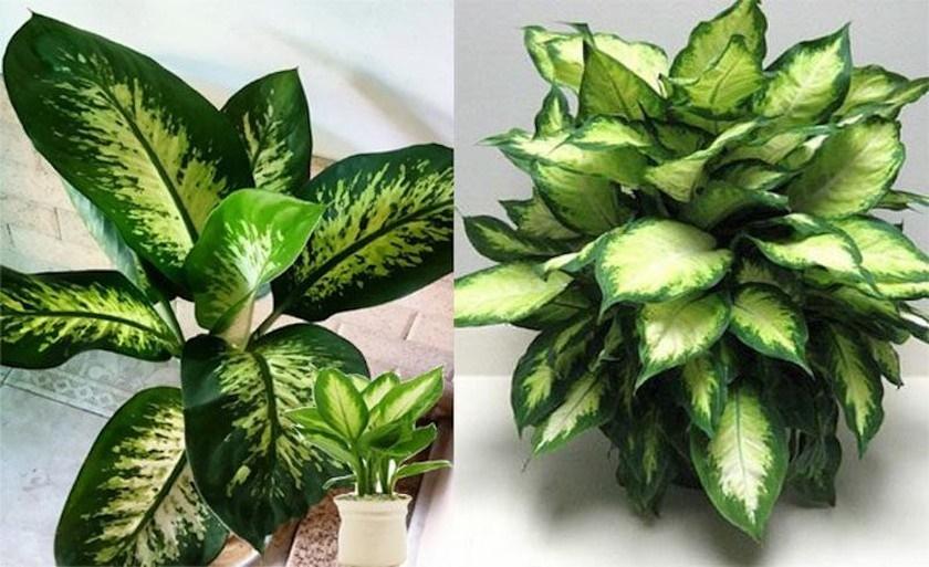 Trồng 6 loại cây trước cửa để rước tài lộc về nhà-3