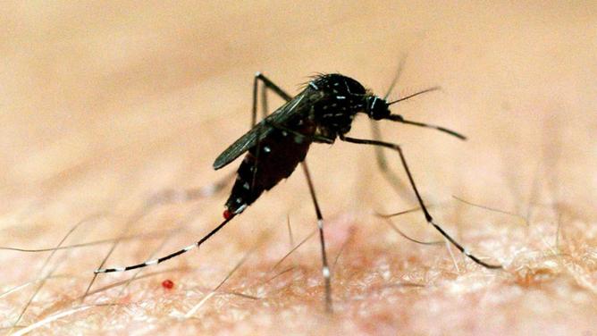 Murray River encephalitis has been detected in a new area of SA, prompting health warnings. (Dave Hunt/AAP PHOTOS)