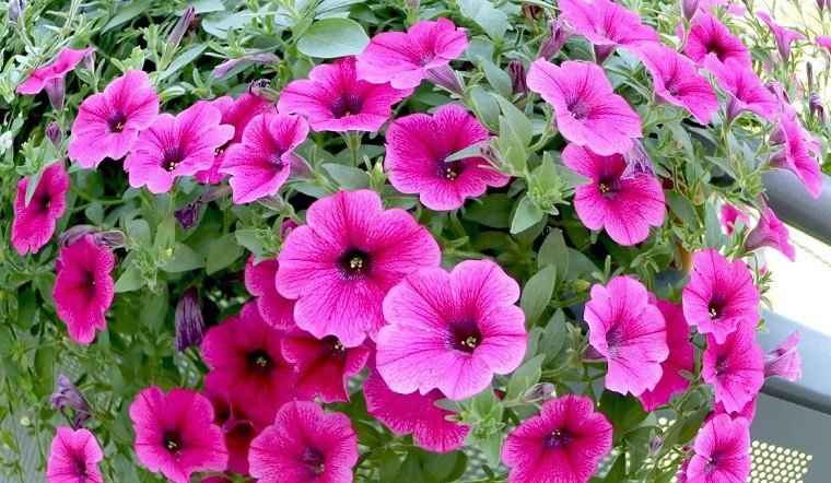 4 loài hoa “bất tử” không sợ nắng gió, hạn hán, trồng ở đâu cũng có thể nở hoa - 1