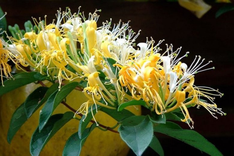 Loại cây cảnh trong nhà có hoa được ví như “vàng mười”, giá lên tới 900.000 đồng/kg - 1