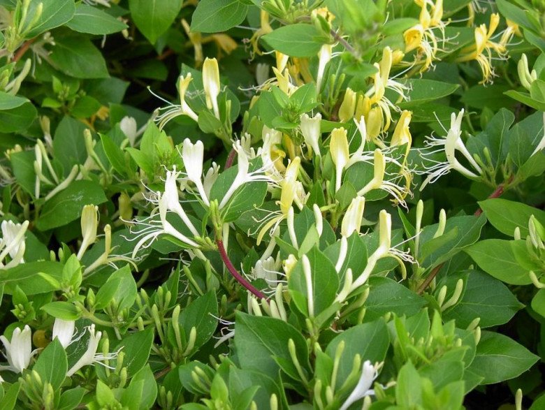 Loại cây cảnh trong nhà có hoa được ví như “vàng mười”, giá lên tới 900.000 đồng/kg - 2