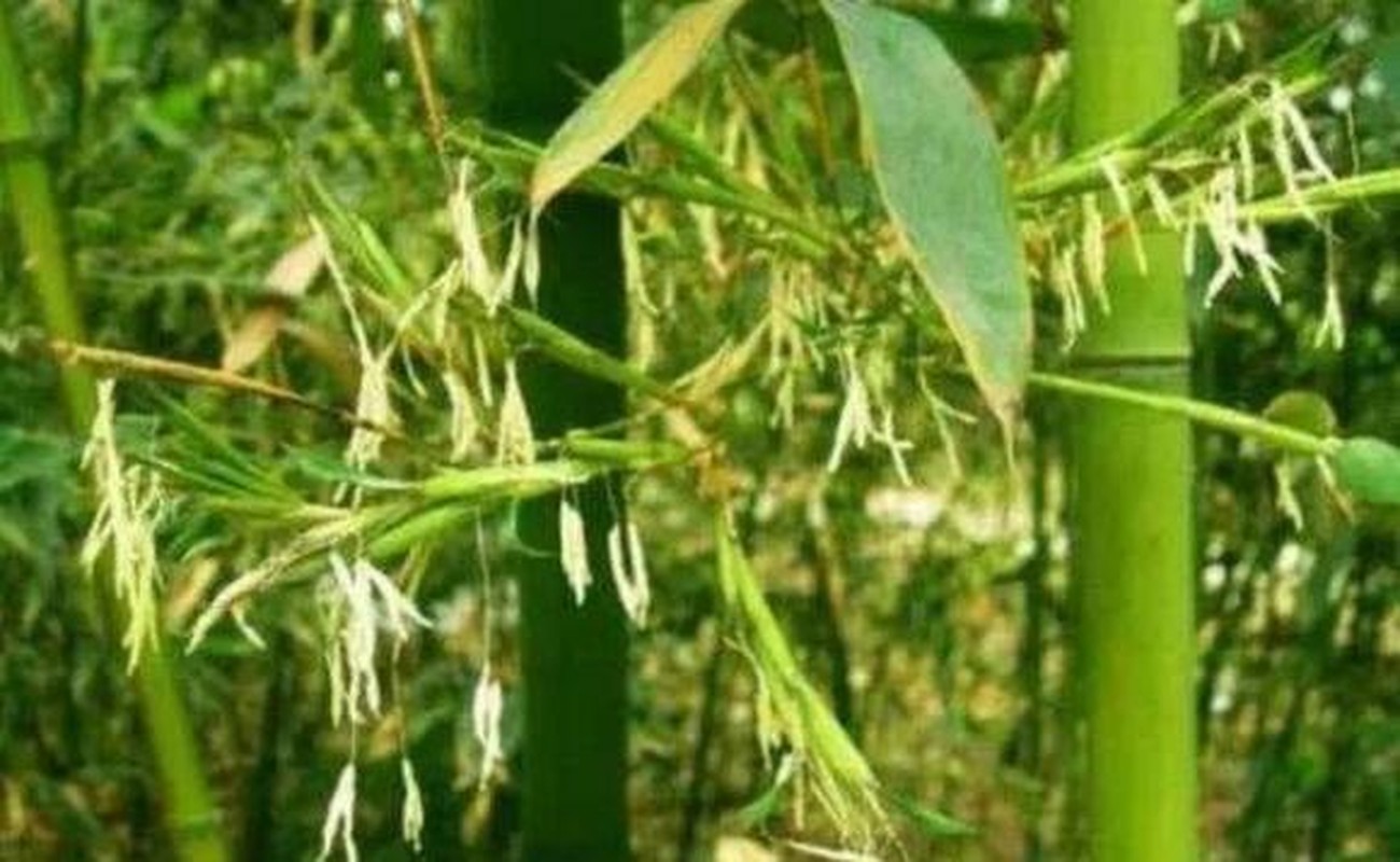 'Khi tre nở hoa, hãy di chuyển ngay lập tức', vì sao? - Hình 4 'Khi tre no hoa, hay di chuyen ngay lap tuc', vi sao?-Hinh-4