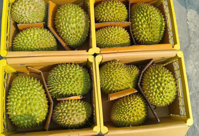 Lô sầu riêng của doanh nghiệp xuất khẩu quay đầu bán thị trường nội địa trong tháng 1 vì chờ thông quan lâu. Ảnh: Nhân vật cung cấp