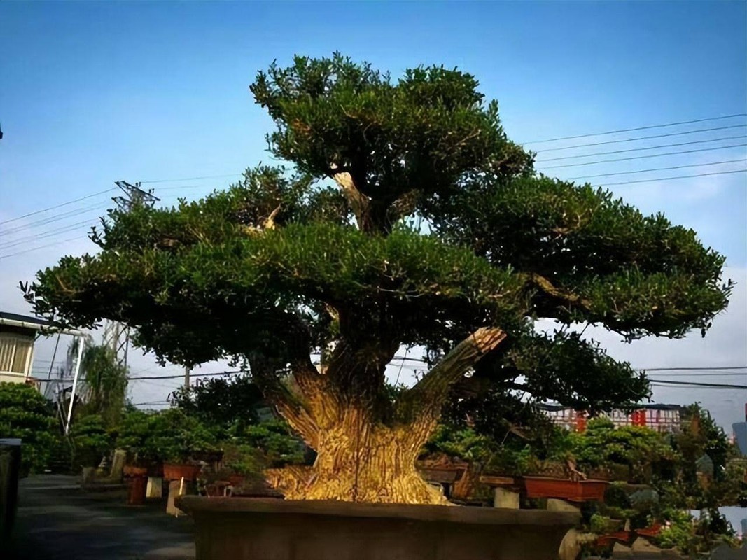 8 loài cây xua điềm xui, mang bình an, may mắn - Hình 10 8 loai cay xua diem xui, mang binh an, may man-Hinh-10