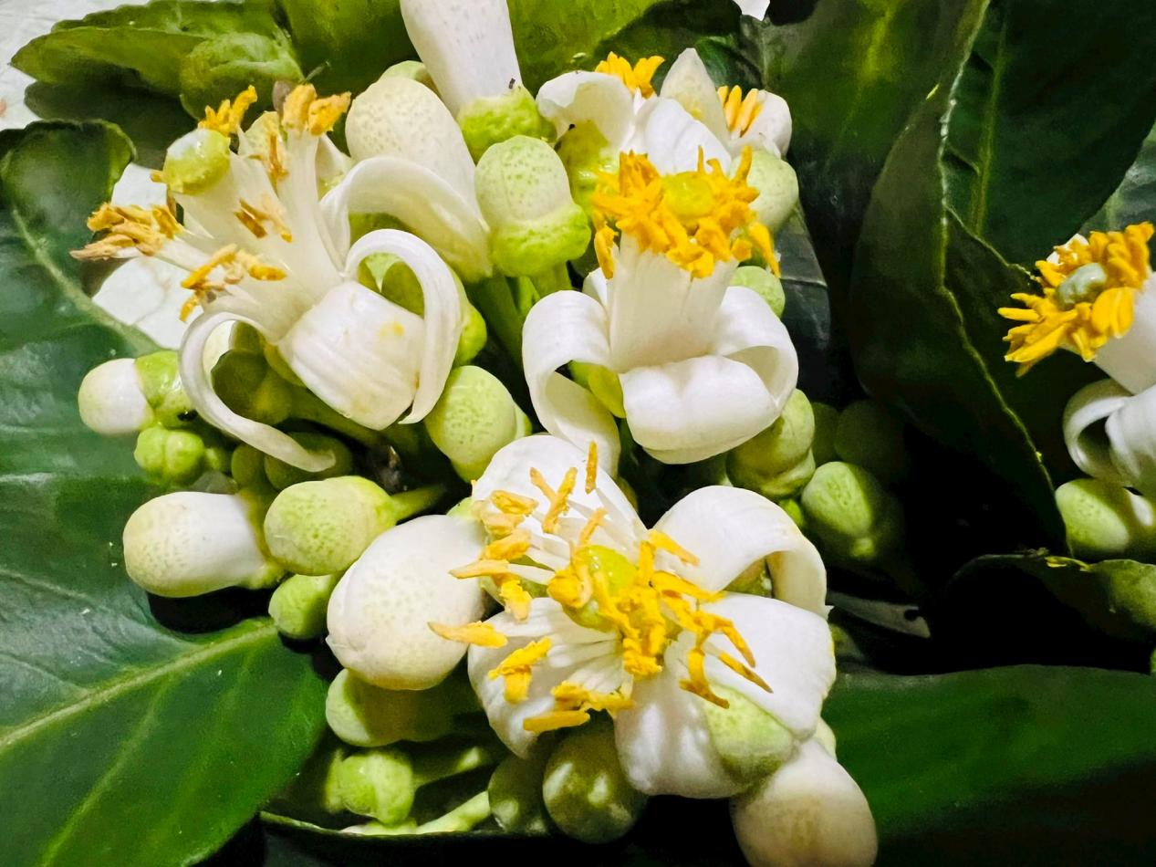 Hoa bưởi nở rộ vào cuối tháng 2 đầu tháng 3, ngoài hương thơm thanh khiết, loài hoa này còn mang lại nhiều lợi ích sức khỏe.