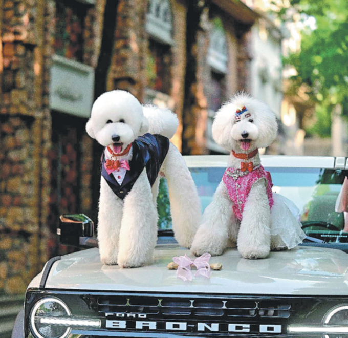 Alice và Max trong đám cưới được tổ chức vào tháng 1 năm nay. Ảnh: China Daily