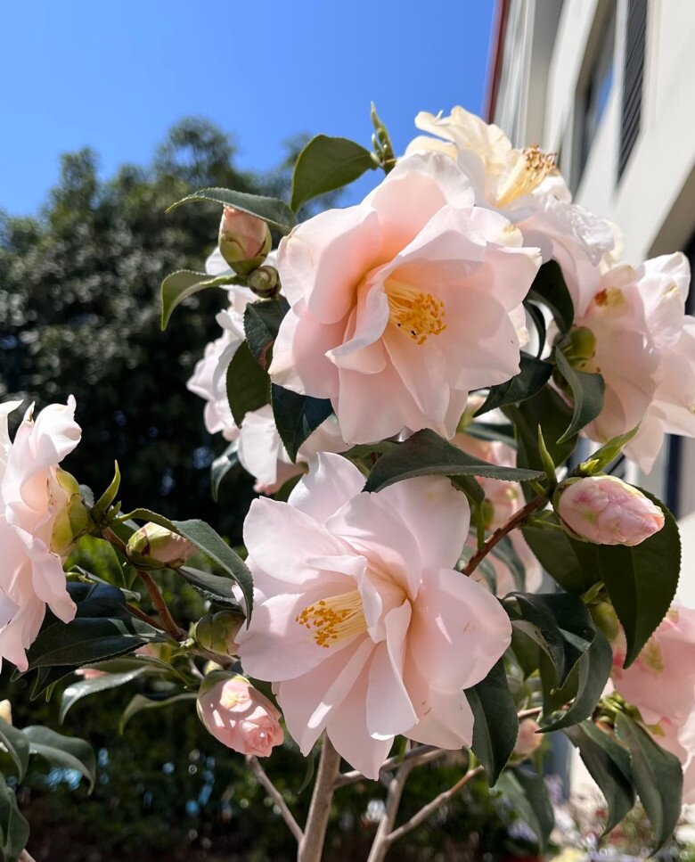 Loài hoa đẹp như tiên nữ, thơm như nước hoa, Tết Nguyên đán chưng một chậu, nhà sang hẳn, năm mới sung túc - 3