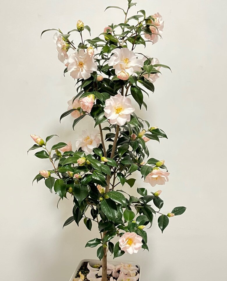 Loài hoa đẹp như tiên nữ, thơm như nước hoa, Tết Nguyên đán chưng một chậu, nhà sang hẳn, năm mới sung túc - 6