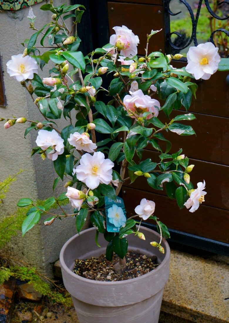 Loài hoa đẹp như tiên nữ, thơm như nước hoa, Tết Nguyên đán chưng một chậu, nhà sang hẳn, năm mới sung túc - 9