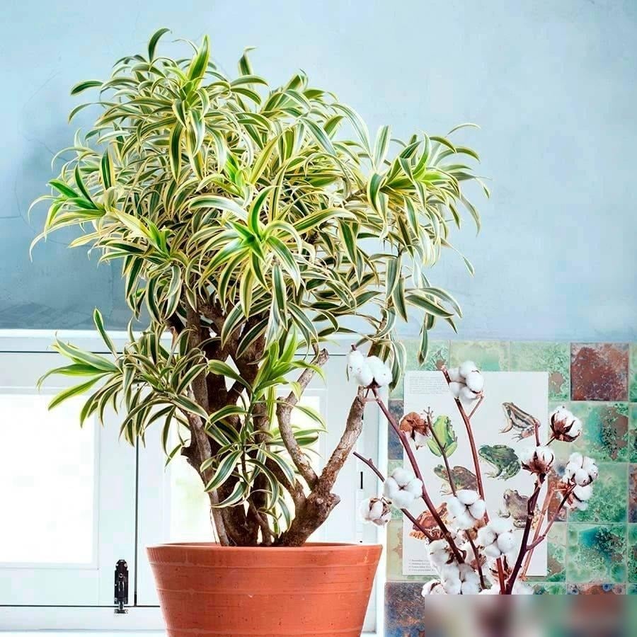 Cây cảnh được xem là biểu tượng của sự may mắn