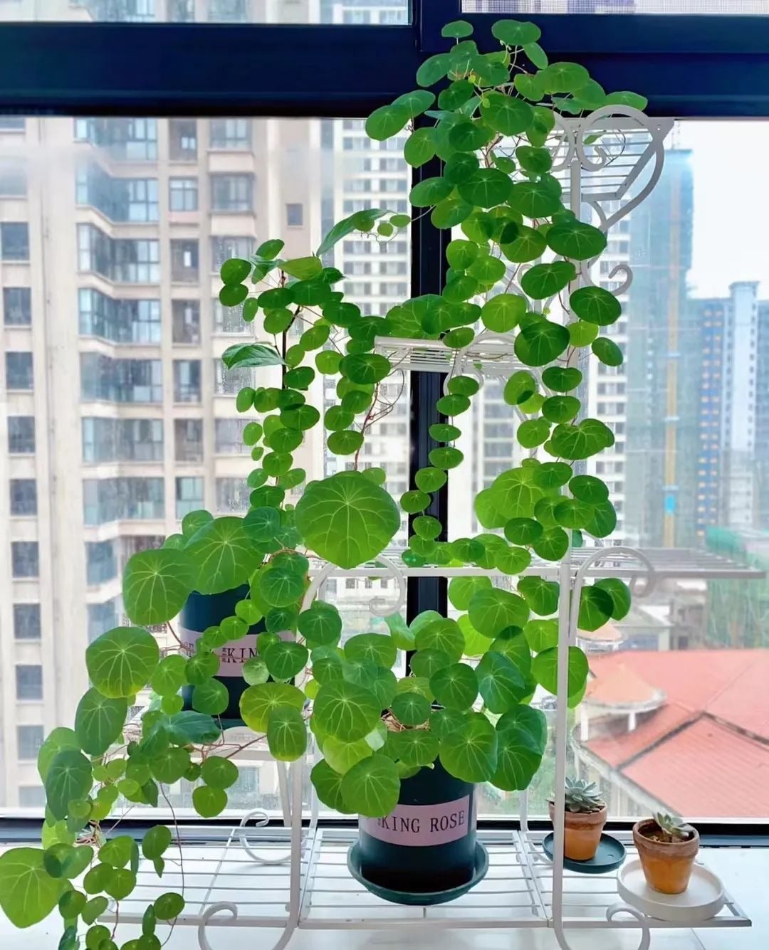 Nhiều nhà giàu thích trồng cây cảnh bình vôi. Ảnh minh họa Totiao