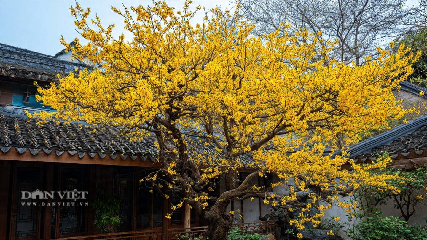 Lạp mai là loài cây bụi rụng lá