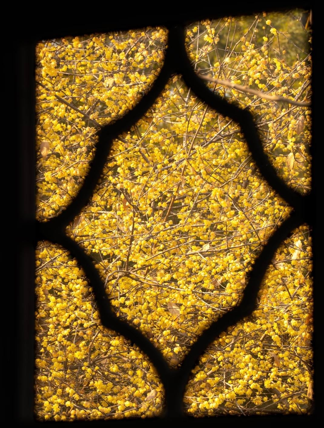 Thời gian nở hoa của cây cảnh này có liên quan mật thiết đến nhiệt độ