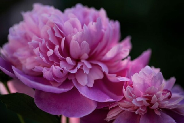 Khi bước vào tuổi trung niên và về già, phụ nữ có ngày sinh Âm lịch kết thúc bằng số 8 thường đạt được sự ổn định cả về vật chất lẫn tinh thần. Ảnh minh họa