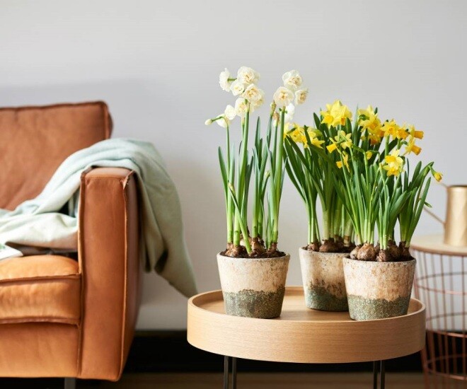 Sắm hoa Tết nên chọn kỹ, 5 loại hoa này rất “đáng đồng tiền bát gạo”, chơi xong vẫn có thể trồng lại trong vườn nhà - 1