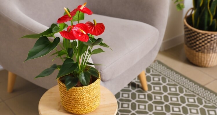 Sắm hoa Tết nên chọn kỹ, 5 loại hoa này rất “đáng đồng tiền bát gạo”, chơi xong vẫn có thể trồng lại trong vườn nhà - 4