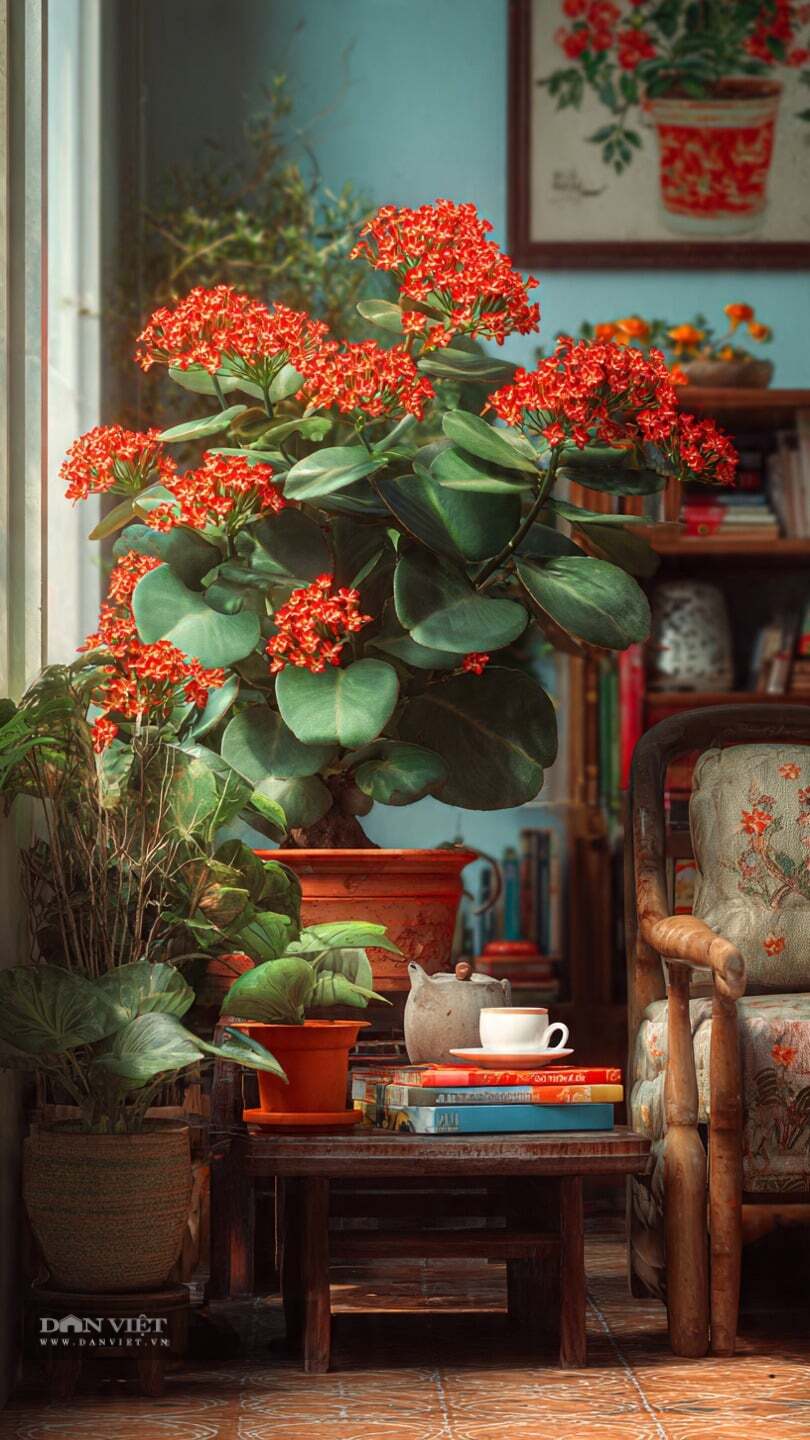 Vẻ ngoài lá xanh hoa đỏ của cây cảnh gợi cảm giác lễ hội hoàn hảo.