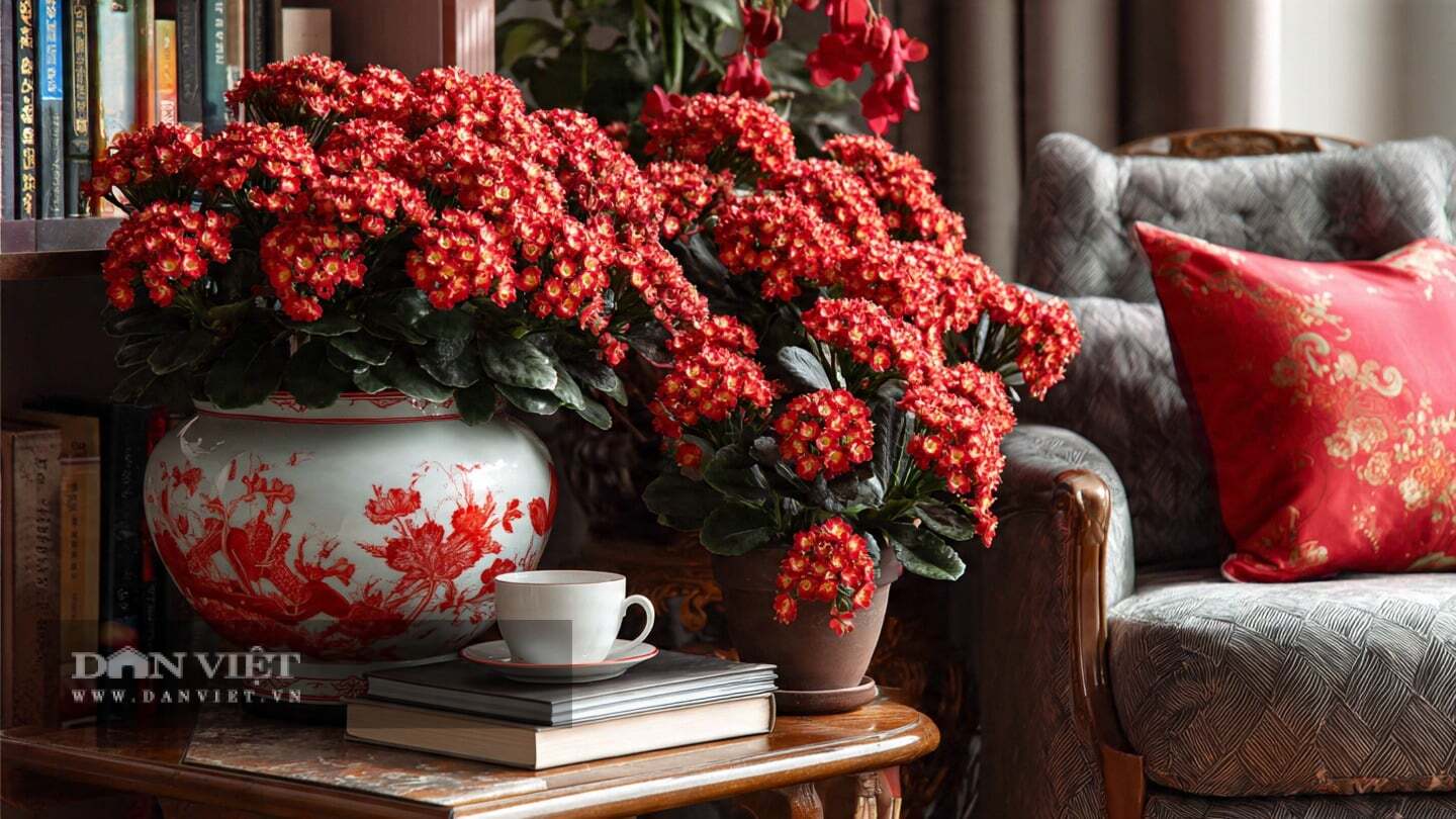 Cây cảnh cực kỳ dễ chăm sóc