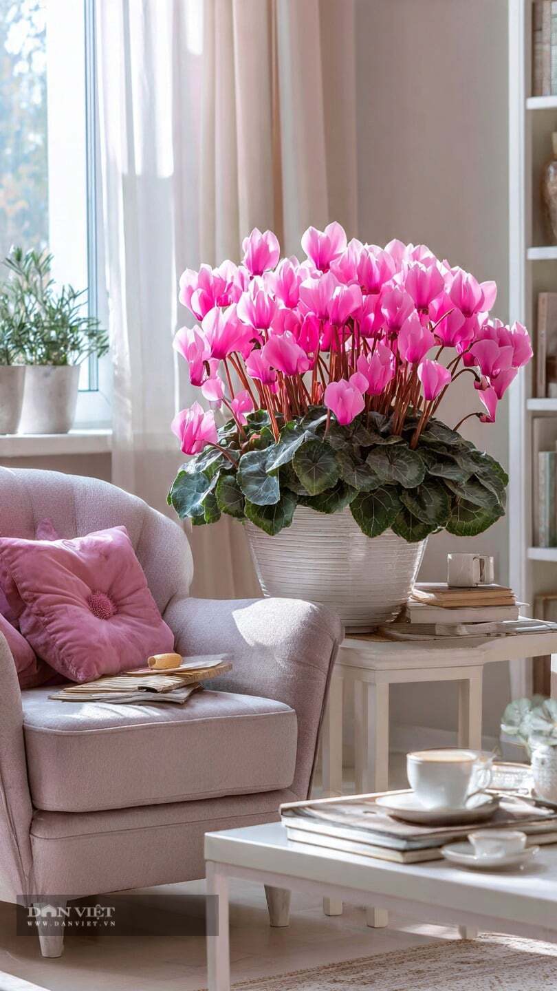 Cây cảnh anh thảo rất thích hợp để trồng trong nhà