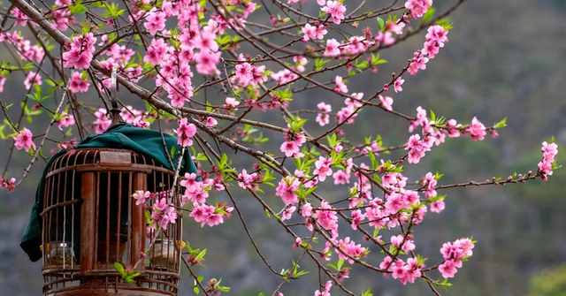 Cây hoa đào nở đúng dịp Tết cũng tượng trưng cho sự phát triển và thăng tiến trong cuộc sống.