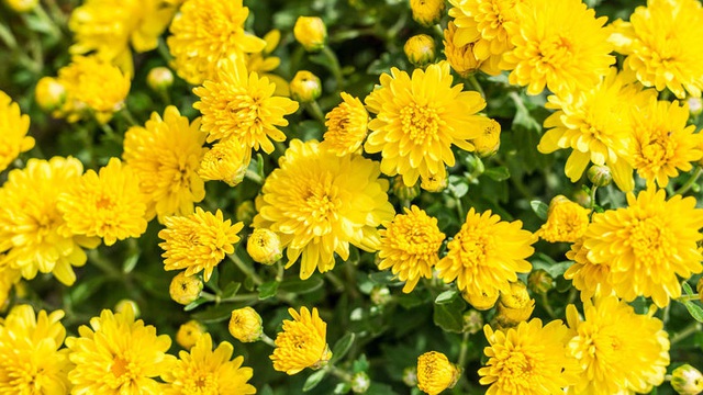 Hoa cúc thường mang đến một vẻ đẹp tinh tế và tươi mới cho không gian ngày Tết.