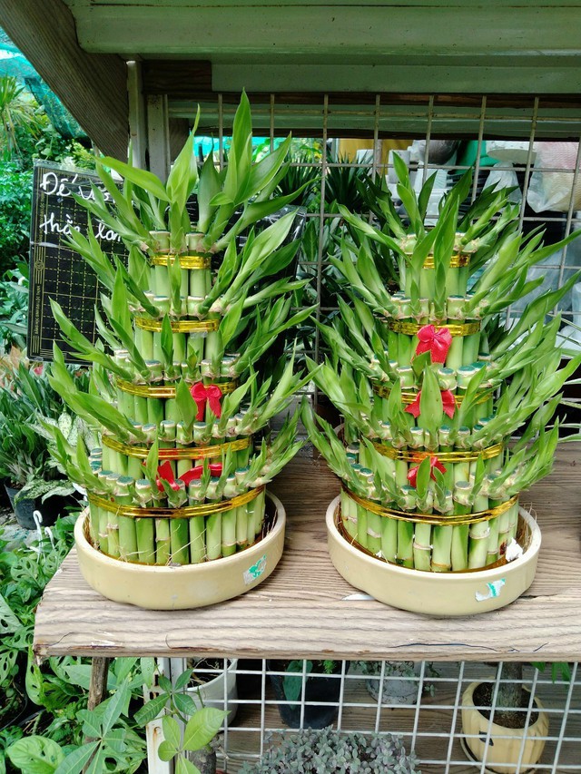 Cây trúc phát tài tượng trưng cho sự thịnh vượng tài chính và thành công trong công việc.