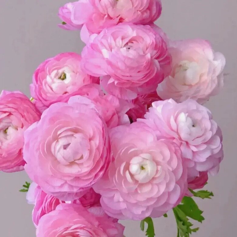 6 loại hoa đẹp sang bền hơn 30 ngày, Tết trưng một bình trong nhà đón tài lộc, may mắn cả năm - 3