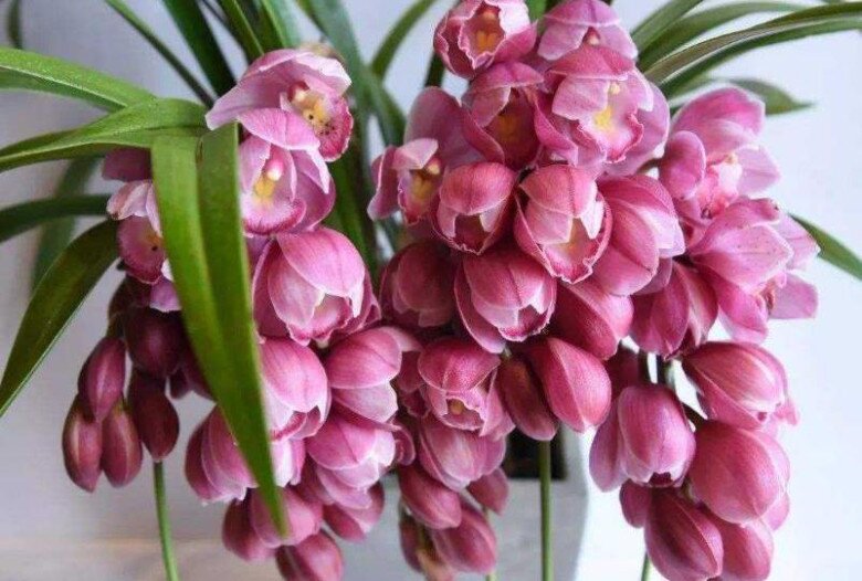 6 loại hoa đẹp sang bền hơn 30 ngày, Tết trưng một bình trong nhà đón tài lộc, may mắn cả năm - 5