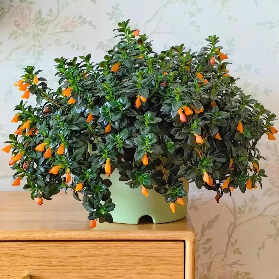 Cái tên cá vàng của cây cảnh này đã giúp nó sinh ra đã tượng trưng cho sự sung túc và giàu có.