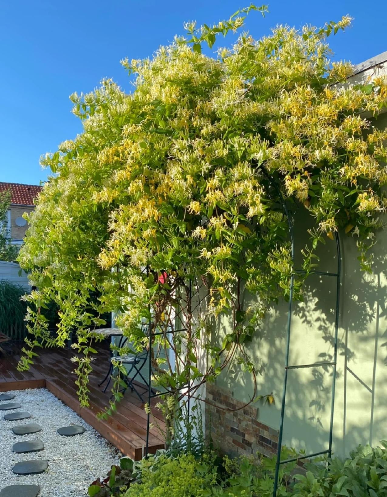 Không chỉ đẹp, cây cảnh còn là một vị thuốc cổ truyền