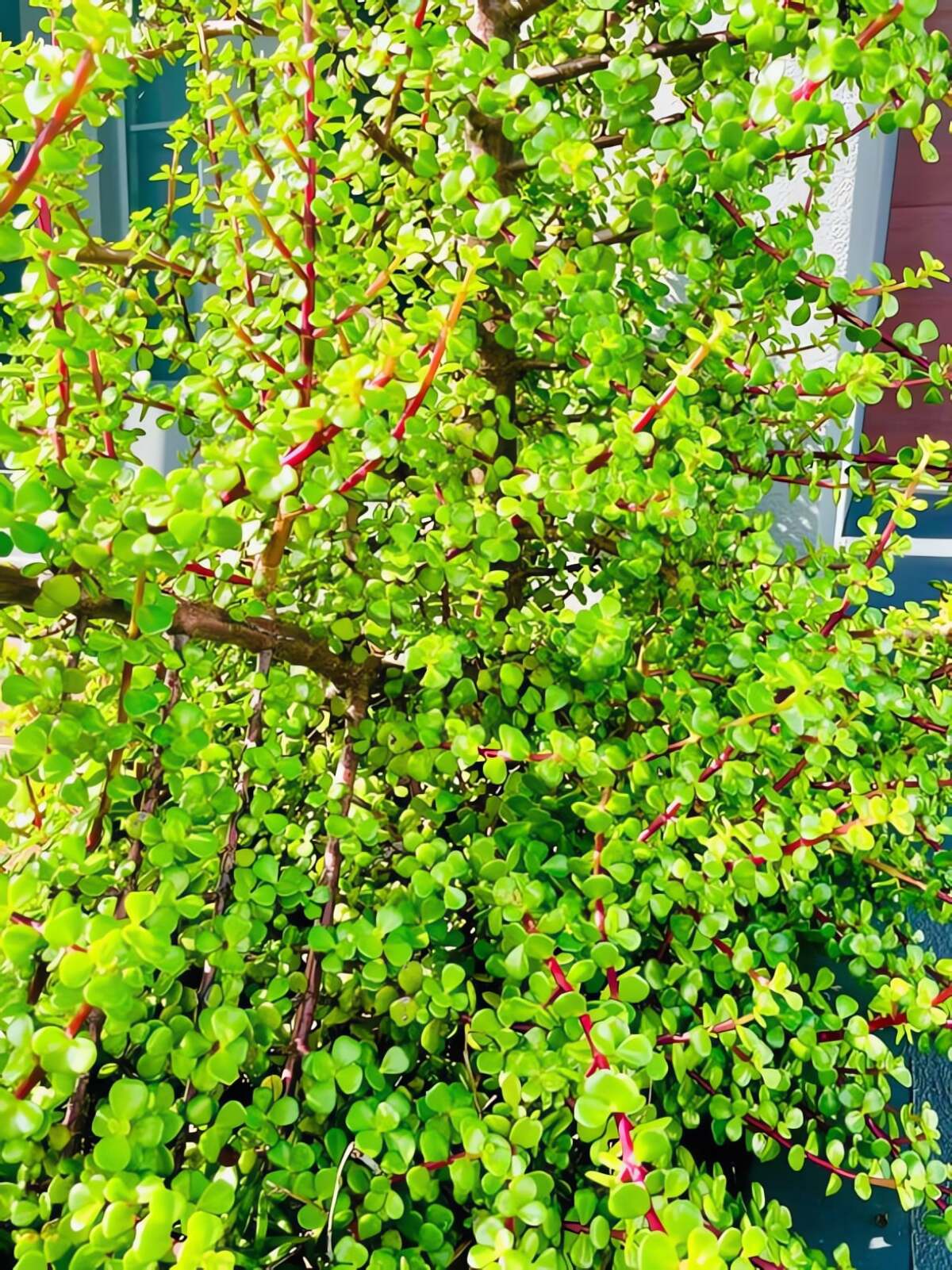 5 cây cảnh vàng, sinh ra đã mang tài lộc, càng trồng lâu càng giàu có, thu hút may mắn trong năm mới - 11