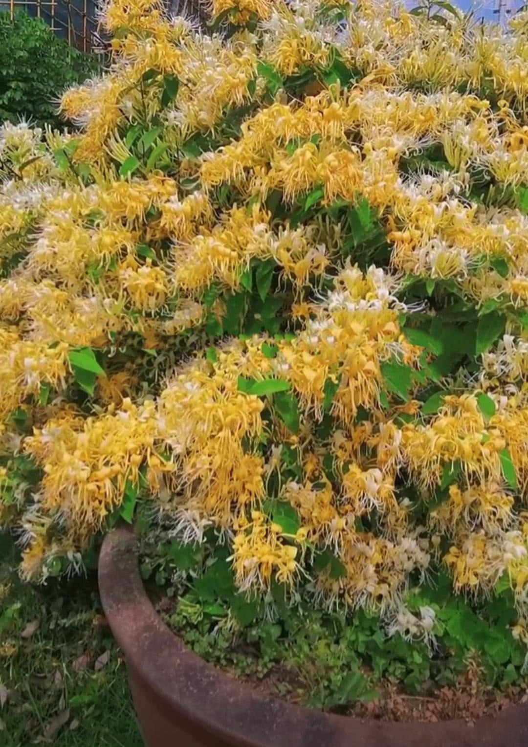 Cây cảnh kim ngân hoa - biểu tượng của giàu có và thịnh vượng