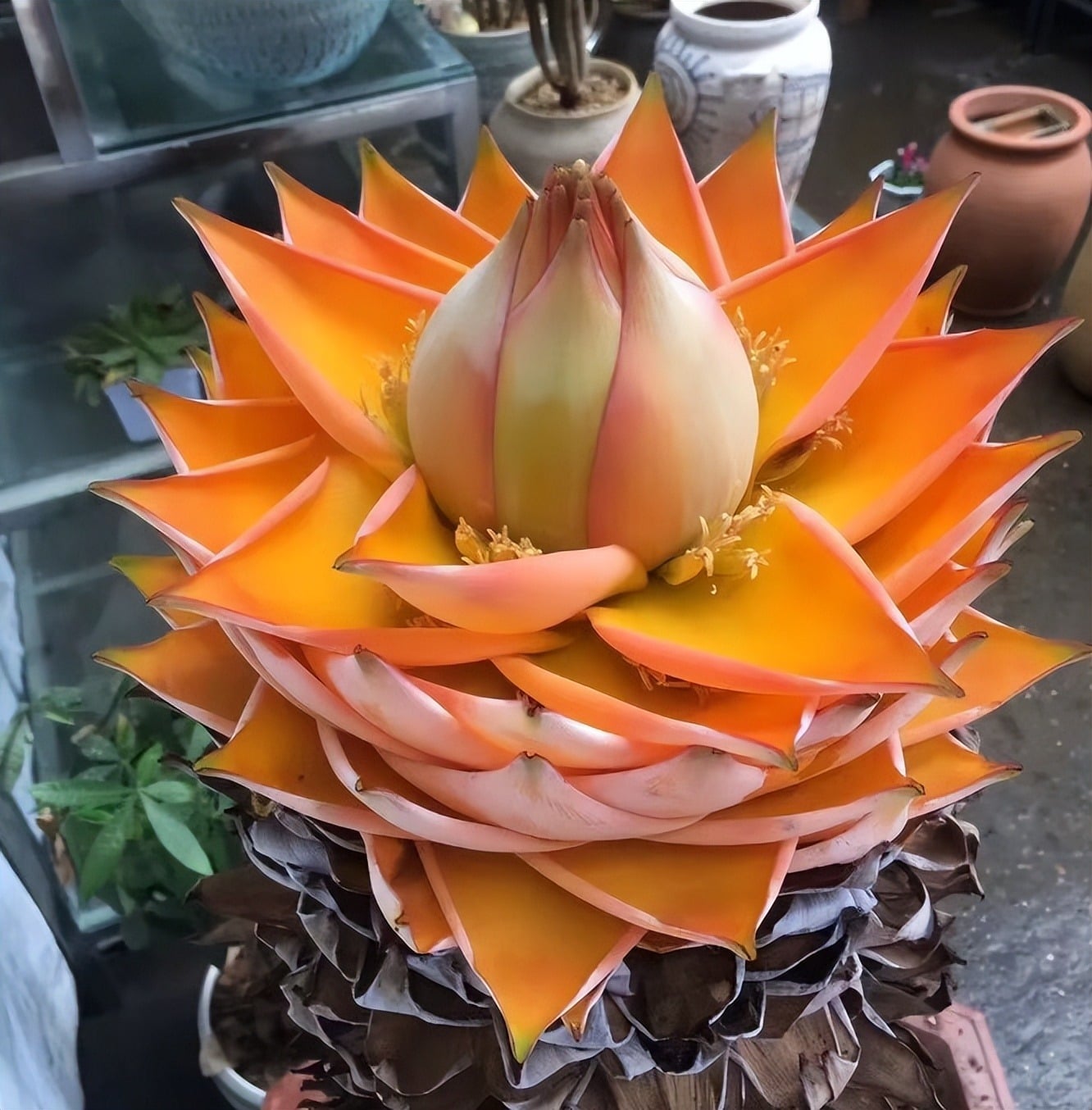 Cây cảnh tượng trưng cho sự thanh khiết, vẻ đẹp và sự thiêng liêng.