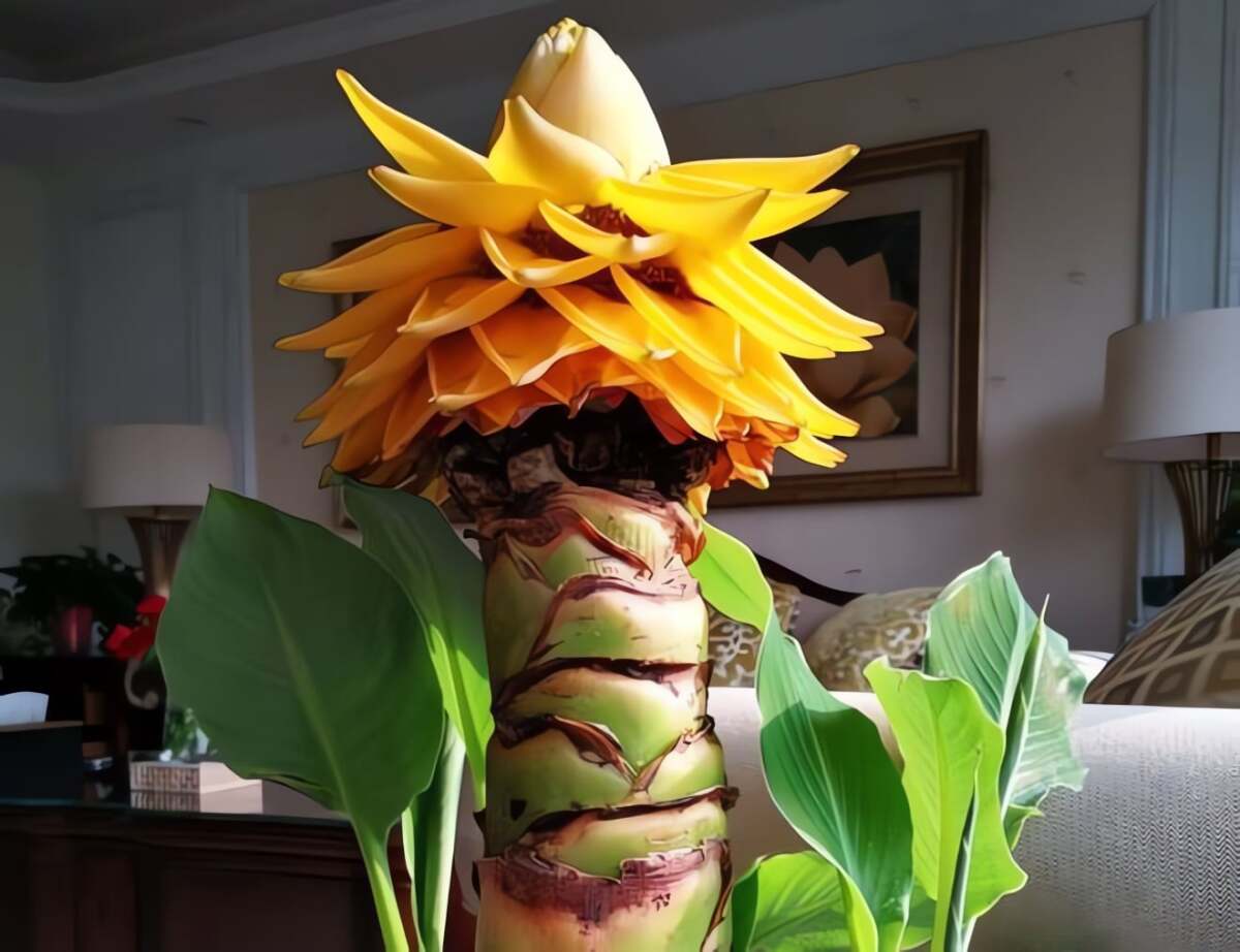 Cây cảnh này tượng trưng sự may mắn và thành đạt