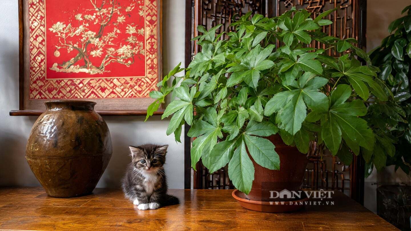 Cây cảnh nổi bật với những chiếc lá lớn