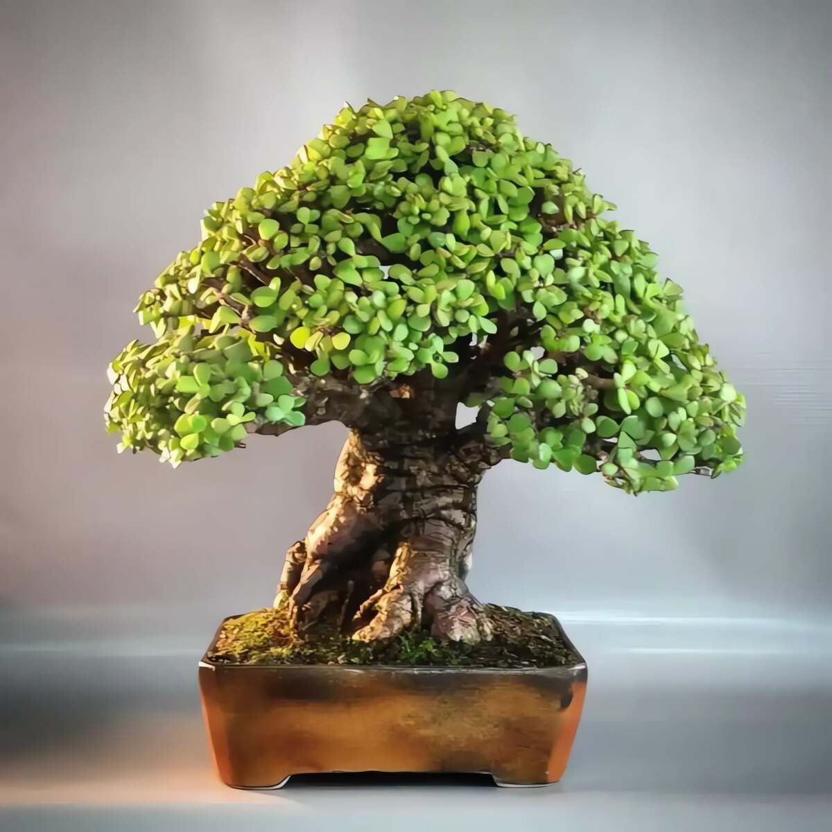 img src/upload/1-2026/images/2026-02-11/1770774163-canh-vang-la-ngoc-cay-canh-thesucculentemporiumaustralia-0552-width1200height1601.jpg width660 /