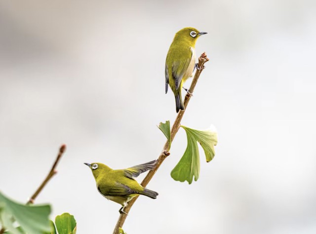Nhờ tính kỷ luật và tinh thần trách nhiệm cao, người sinh tháng 1 Âm lịch thường tích lũy được nền tảng tài chính ổn định. Ảnh minh họa