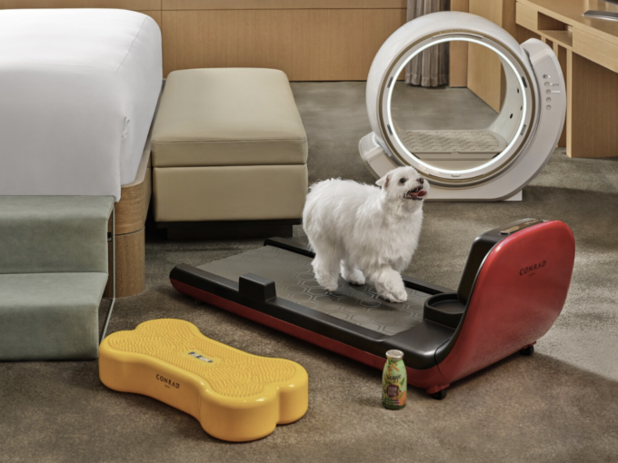 Một chú chó đang đi dạo trên máy chạy bộ dành cho thú cưng, một hoạt động trong gói dịch vụ Pet Mansion tại khách sạn Conrad Seoul. Ảnh: CONRAD SEOUL