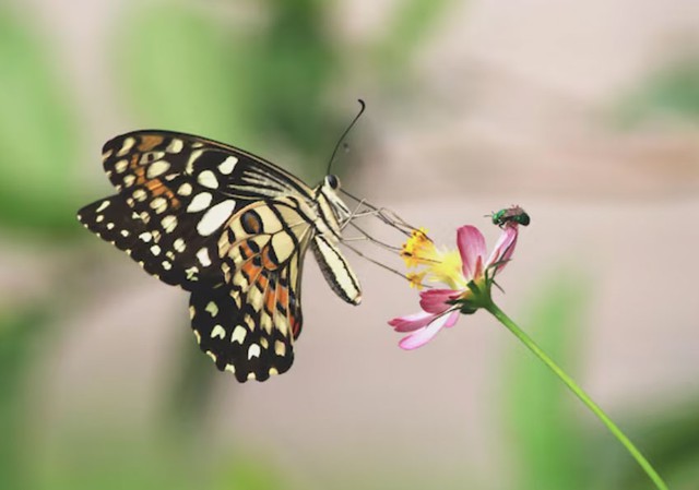 Không chỉ giỏi giang bên ngoài xã hội, phụ nữ sinh tháng 8 Âm lịch còn là người vun vén gia đình khéo léo. Ảnh minh họa