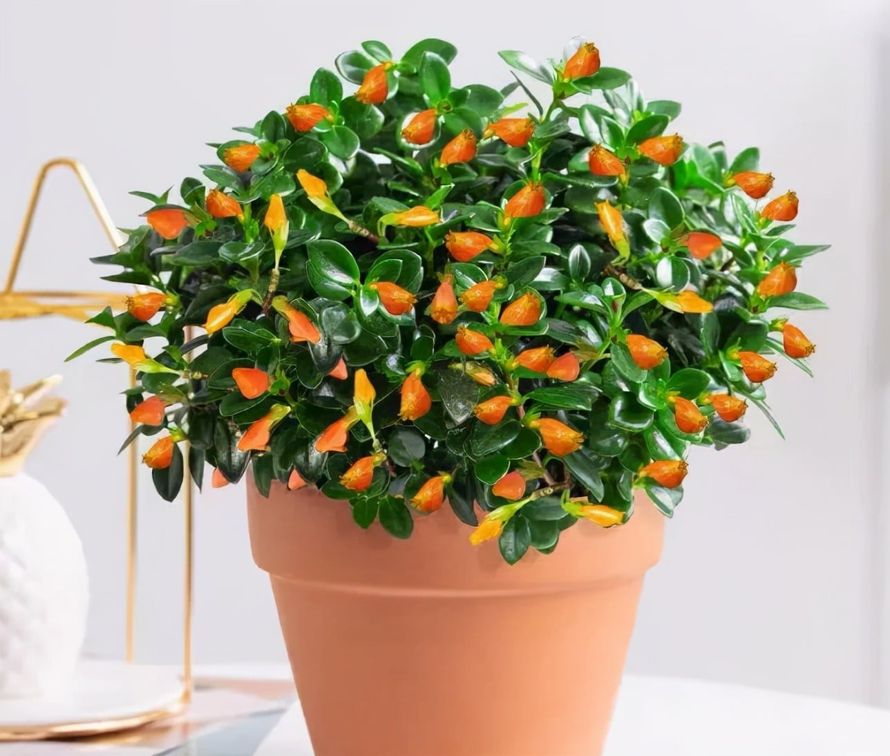 Cây cảnh cá vàng quyến rũ