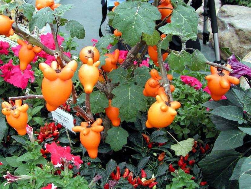 img src/upload/1-2026/images/2026-02-20/1771604848-mai-my-cay-canh-a-0353-width810height1440.jpg width660 /