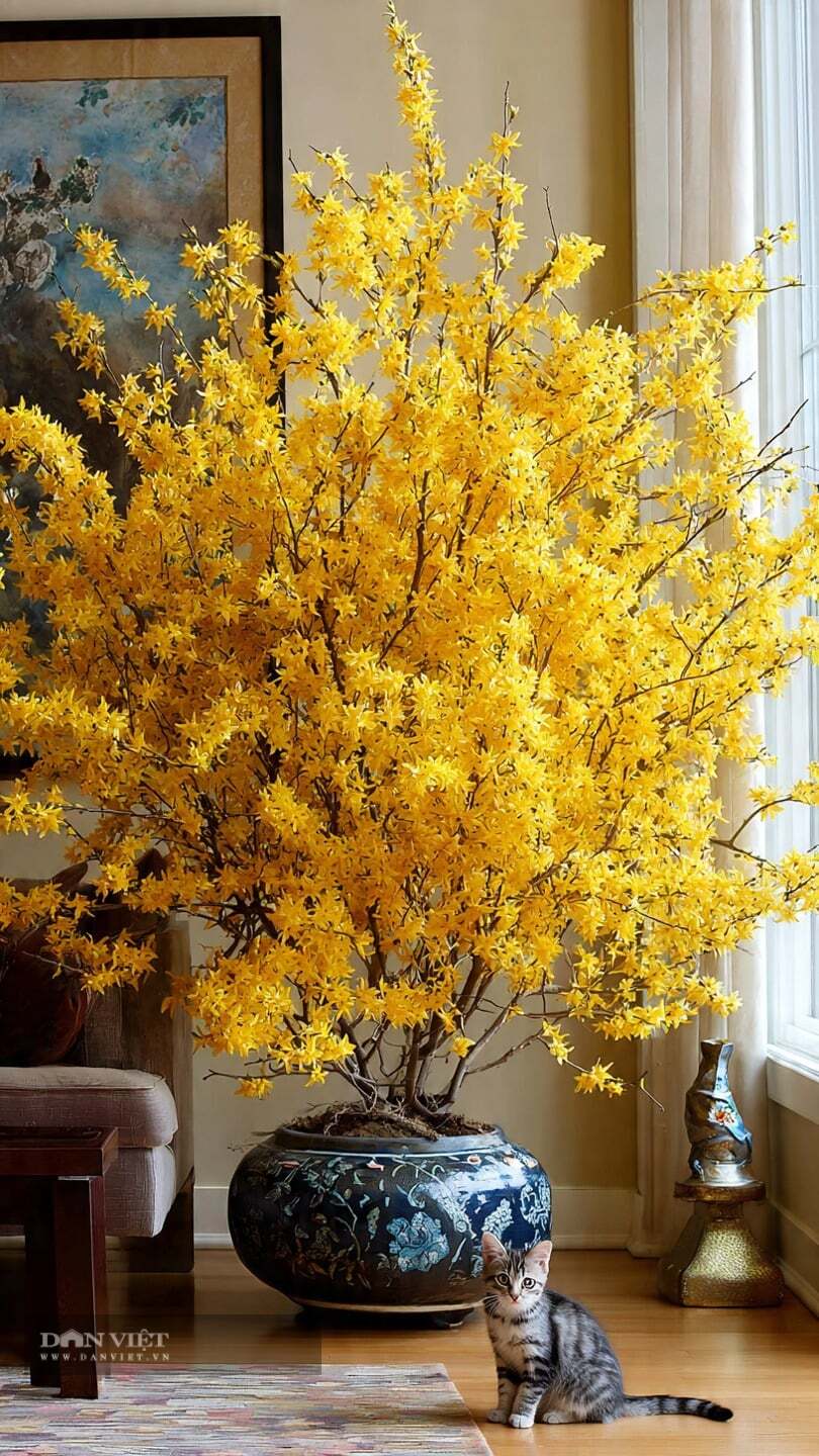 6 cây cảnh chứa vàng, người giàu thích trưng trong nhà dịp năm mới, gia đình giàu có, thịnh vượng kéo dài - 3