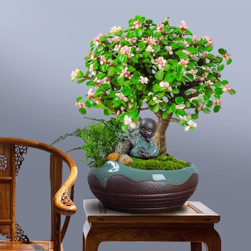 Cây cảnh cũng có thể giúp tăng cường mối quan hệ vợ chồng