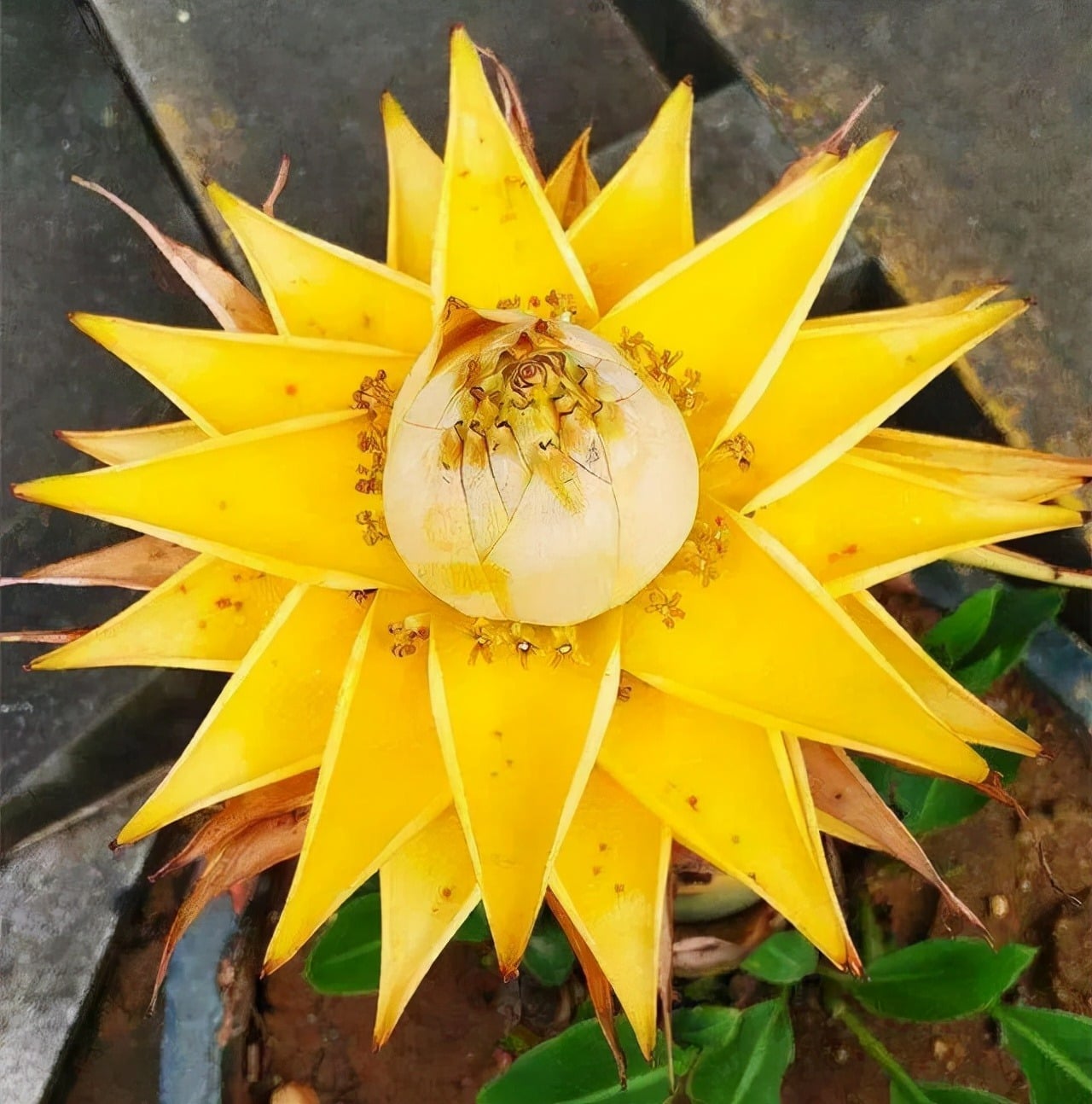 Chuối sen vàng hay còn gọi là chuối tài lộc