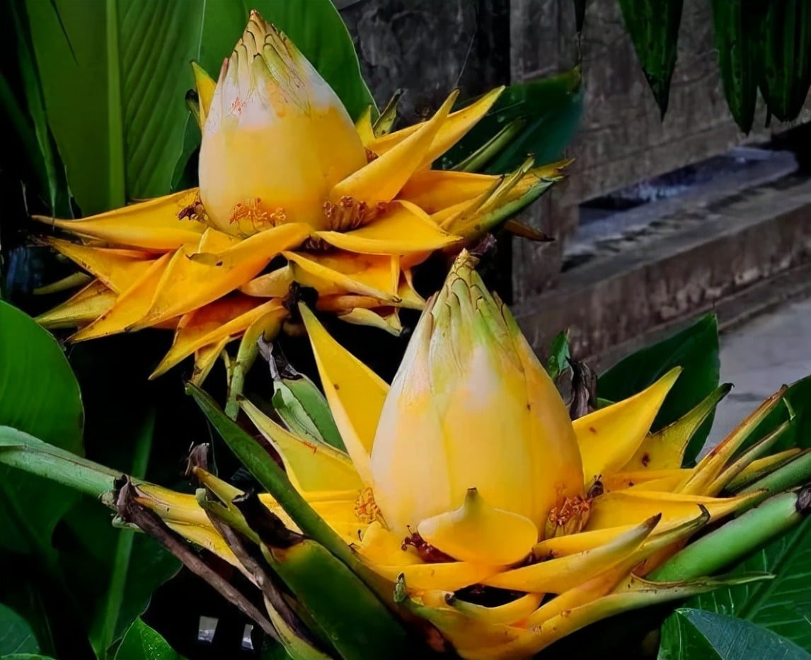 Cây cảnh này tượng trưng sự may mắn và thành đạt trong cuộc sống