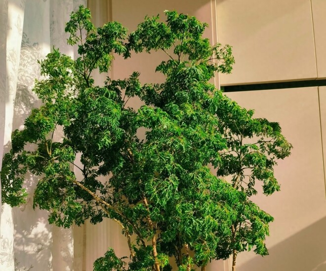 Cây cảnh được mệnh danh “bảo bối nội thất”, vừa đẹp sang, hút tài lộc lại ăn được từ ngọn tới gốc, rất được chuộng dịp Tết - 1