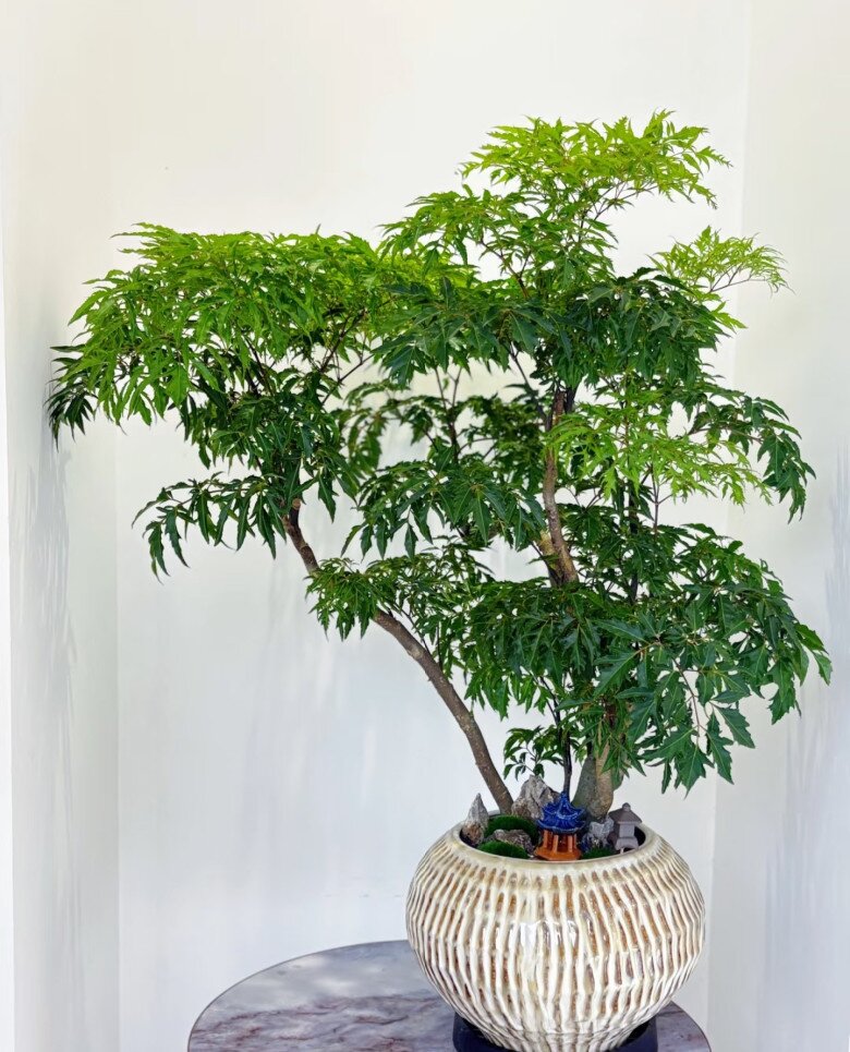 Cây cảnh được mệnh danh “bảo bối nội thất”, vừa đẹp sang, hút tài lộc lại ăn được từ ngọn tới gốc, rất được chuộng dịp Tết - 9