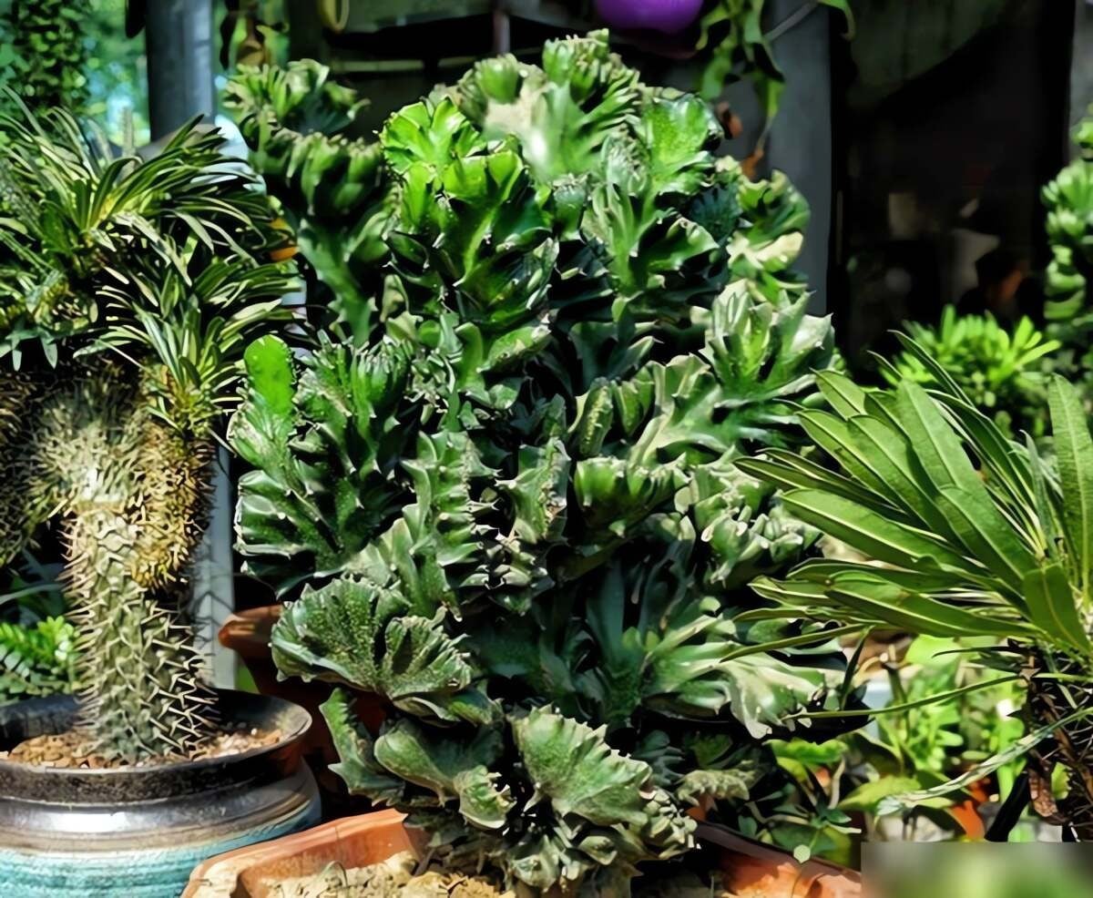 Chúng cũng giống như một hòn ngọc lớn. Ảnh minh họa SH